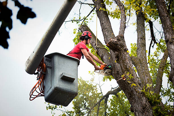 Best Hazardous Tree Removal  in Modesto, CA